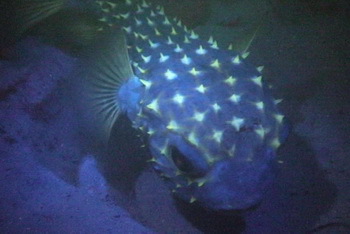 Kofferfisch leuchtet wie mit Diamanten besetzt unter Fluoreszenz Beleuchtung.