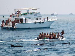 Delfinmassentourismus in Ägypten. Foto: DWA