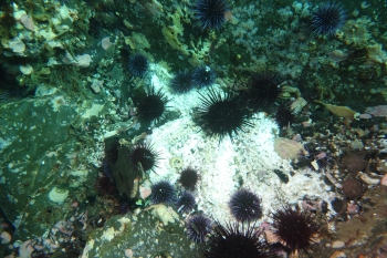 Seeigel auf den Überresten eines Seesterns. ©Kevin Lafferty