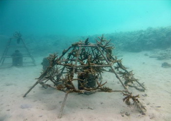 Unterwasser-Rahmen dienen als Basis für neue Riffe - © The Residence Maldives