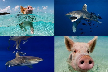Longimanus & Schweine, Bahamas