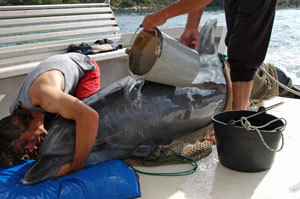 Rettungsaktion für einen Adria Delfin - © GRD, T.Gomercic