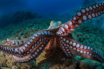 Oktopus vor Madeira - Sven Peks