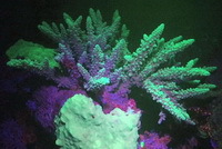 Fluoreszenz am Korallenriff