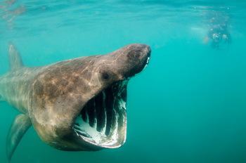 Basking Shark (Riesenhai) - © Shane Wasik