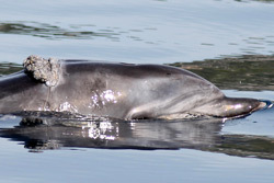 Verletzter Delfin - © GRD, T.Gomercic
