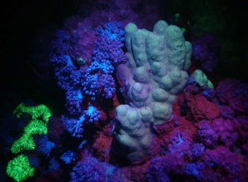 Fluoreszenz - Korallenriff (© Prof.Dr. Horst Grunz)