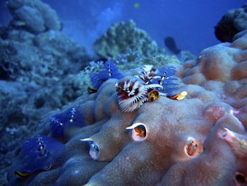 Great Barrier Reef (© joakant)