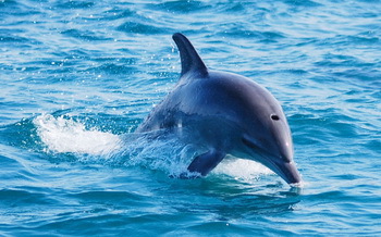 Delfin - © Andy Schumacher, Taucher.Net