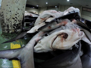 Ergebnisse der Spanischen (Hai)Fangflotten - © Sharkproject, W.Koch
