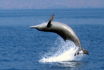 Delfine in freier Wildbahn - © GRD