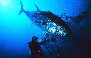Thunfisch im Netz wird durch Taucher befreit - © Danilo Cedrone, NOAA
