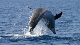 Delfin im Roten Meer (© GRD)