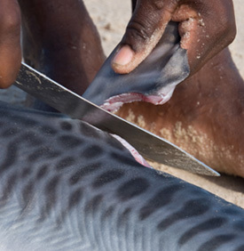 Der Kampf von Sharkproject: gegen Finning