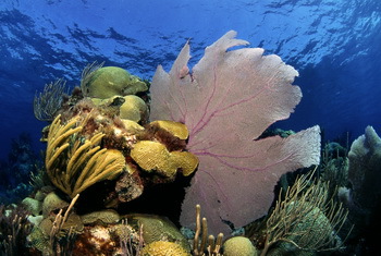 Korallen, Bermuda - © A.Venn (www.awi.de)