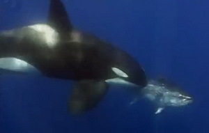 Orcas beim Thunfischfang
