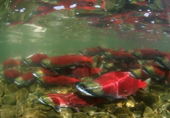 Natürlicher Lachs - Salmon Run Alaska - © SWAT-Team, Werner Thiele