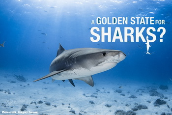 A Golden State for Sharks?