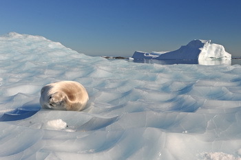 Robbe im antarktischen Eis (© Werner Thiele)