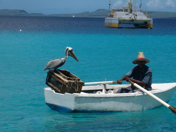 Pelikan - Wahrzeichen von Bonaire