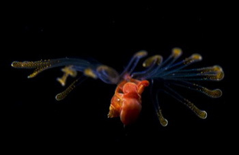 Schwarzwassertauchen - © Unique Dive Expeditions/Richard Barnden