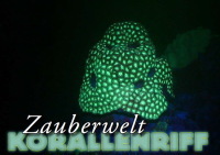 Biologische Fluoreszenz im Korallenriff
