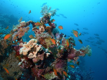 Korallenriff © Helge Hartung