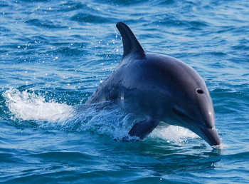 Delfin in Freiheit - © Andy Schumacher/Taucher.Net
