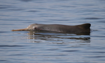 Stark bedroht: der La Plata Delphin. (© Univille - Beatriz Schulze)
