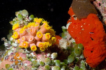 Weltnaturerbe Great Barrier Reef in Gefahr - © Dominik Vögtli
