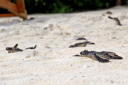 Schildkrötennachwuchs auf Resortinsel - © Velassaru Maldives