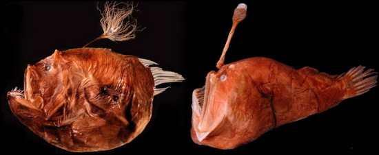 Anglerfische aus der Tiefsee - © H.-C. Ho + Pietsch and Van Duzer (Wikimedia) Anglerfische aus der Tiefsee - © H.-C. Ho + Pietsch and Van Duzer (Wikimedia)