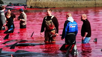 Nach der grausamen Schlachtung: Die Fischer in einem Meer aus Blut.