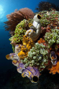 Fantastische Unterwasserwelt in West Papua, Raja Ampat - © Werner Thiele, SWAT Team