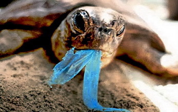 Plastikmüll gefährdet Schildkröten © Greenpeace