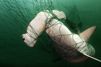Hammerhai gefangen in Hainetz - © Brian J.Skerry,National Geographic Stock - WWF