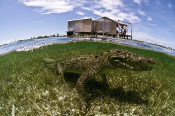 Krokodile im Banco Chincorro Biosphere Reservat