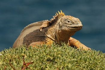Galapagos - © Galextour