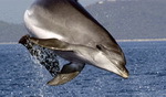 Delfin - Adria ( © U.Kirsch)