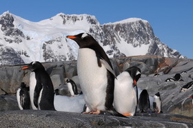 Pinguine Antarktis (© Werner Thiele)