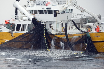 Beispiel für Faire Fischerei – Heringsfischerei in Norwegen