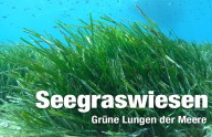 Seegras - DiveInside Seegras - DiveInside