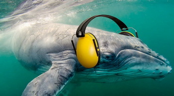 Lärm-Katastrophe im Meer (© ocean care)