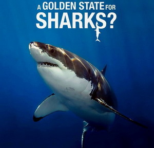 Film: A Golden State for Sharks - Shark Savers Germany
