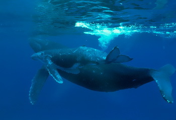 Walforschung © Ocean Alliance