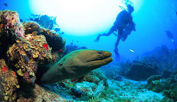 Karibik Tauchen - Gruppenreise mit Nautilus Tauchreisen