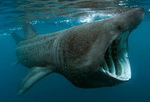 Riesenhai (Basking Shark) - © Charles Hood