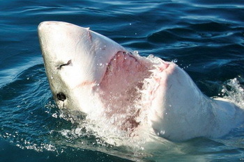 Weißer Hai - Christine Gstöttner (Sharkproject)