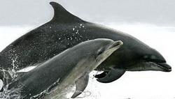 Mittelmeer-Delfine - auch sie sind durch die akustische Kontamination gefährdet