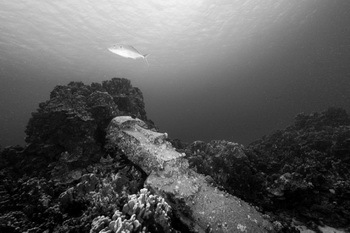 Moai Statue im Meer - © Dominik Vögtli
